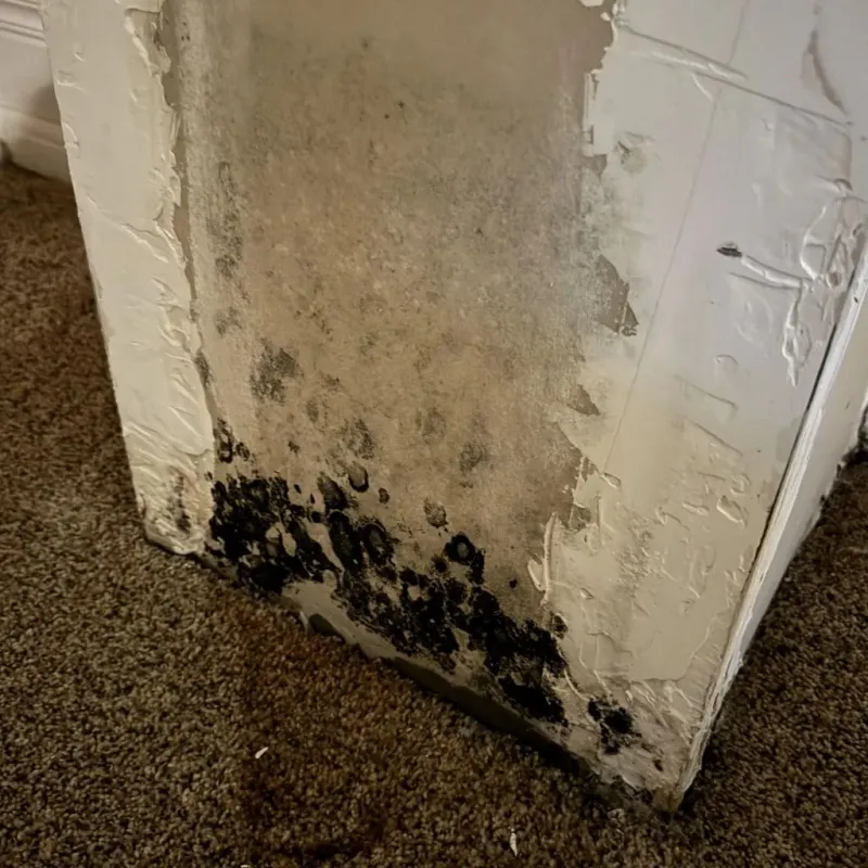 Professional Mold Removal in Ganado, TX
